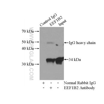 EEF1B2 Rabbit Polyclonal Antibody (10095-2-AP)