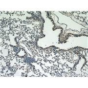 CASP9 Rabbit Polyclonal Antibody (10380-1-AP)