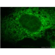 CANX Rabbit Polyclonal Antibody (10427-2-AP)