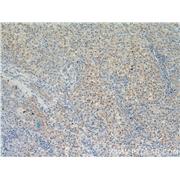 DSE Rabbit Polyclonal Antibody (10452-1-AP)