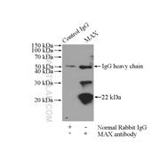 MAX Rabbit Polyclonal Antibody (10426-1-AP)