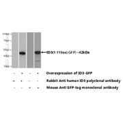 ID3 Rabbit Polyclonal Antibody (10389-1-AP)