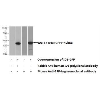 ID3 Rabbit Polyclonal Antibody (10389-1-AP)