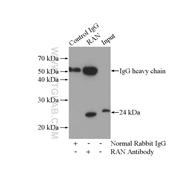 RAN Rabbit Polyclonal Antibody (10469-1-AP)