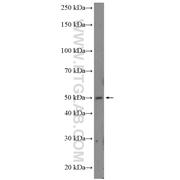 PLEKHB1 Rabbit Polyclonal Antibody (10512-1-AP)