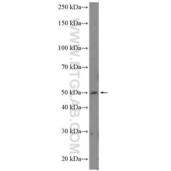 PLEKHB1 Rabbit Polyclonal Antibody (10512-1-AP)