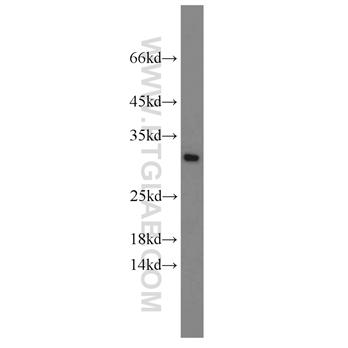 EIF6 Rabbit Polyclonal Antibody (10291-1-AP)