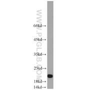 DIABLO Rabbit Polyclonal Antibody (10434-1-AP)