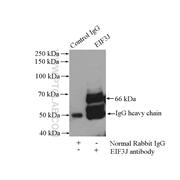 EIF3J Rabbit Polyclonal Antibody (10439-1-AP)