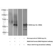 DKK3 Rabbit Polyclonal Antibody (10365-1-AP)