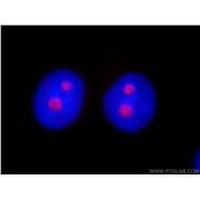 HINFP Rabbit Polyclonal Antibody (10066-2-AP)