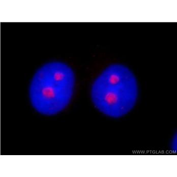 HINFP Rabbit Polyclonal Antibody (10066-2-AP)