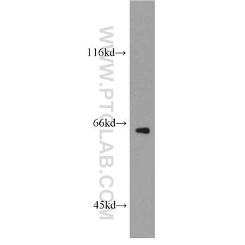 GPAA1 Rabbit Polyclonal Antibody (10104-1-AP)