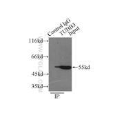 TUBB3 Rabbit Polyclonal Antibody (10094-1-AP)
