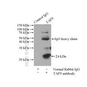 TAF9 Rabbit Polyclonal Antibody (10544-1-AP)