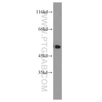 DCTN2 Rabbit Polyclonal Antibody (10031-2-AP)
