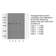 6*his,His tag Rabbit Polyclonal Antibody (10001-0-AP)