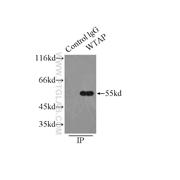 WTAP Rabbit Polyclonal Antibody (10200-1-AP)