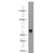CASP2 Rabbit Polyclonal Antibody (10436-1-AP)