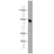 PDZK1 Rabbit Polyclonal Antibody (10507-2-AP)