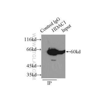 HDAC1 Rabbit Polyclonal Antibody (10197-1-AP)