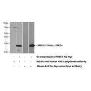 NME6 Rabbit Polyclonal Antibody (10250-1-AP)