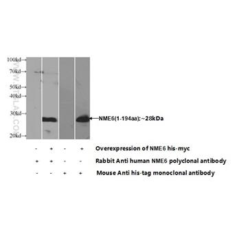 NME6 Rabbit Polyclonal Antibody (10250-1-AP)