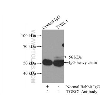 CRTC1 Rabbit Polyclonal Antibody (10441-1-AP)