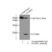 SNAPIN Rabbit Polyclonal Antibody (10055-1-AP)