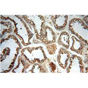FKBPL Rabbit Polyclonal Antibody (10060-1-AP)