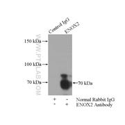 ENOX2 Rabbit Polyclonal Antibody (10423-1-AP)