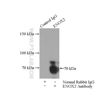 ENOX2 Rabbit Polyclonal Antibody (10423-1-AP)