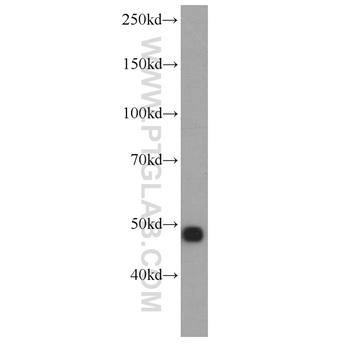 ENO2 Rabbit Polyclonal Antibody (10149-1-AP)