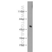 SNX17 Rabbit Polyclonal Antibody (10275-1-AP)