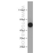 SMAD1 Rabbit Polyclonal Antibody (10429-1-AP)