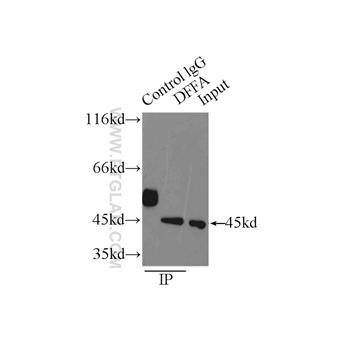 DFFA Rabbit Polyclonal Antibody (10191-2-AP)