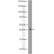 MAPK13 Rabbit Polyclonal Antibody (10217-1-AP)