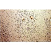 MPV17 Rabbit Polyclonal Antibody (10310-1-AP)