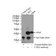 CAPG Rabbit Polyclonal Antibody (10194-1-AP)