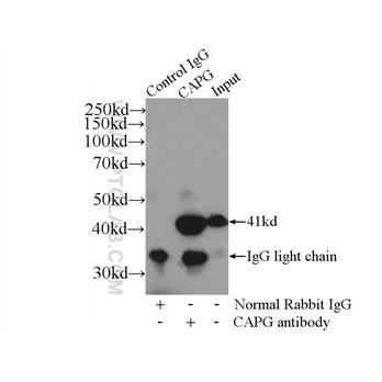 CAPG Rabbit Polyclonal Antibody (10194-1-AP)