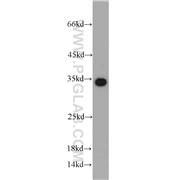 EEF1B2 Rabbit Polyclonal Antibody (10483-1-AP)