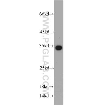 EEF1B2 Rabbit Polyclonal Antibody (10483-1-AP)