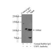 USP5 Rabbit Polyclonal Antibody (10473-1-AP)