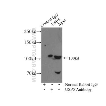 USP5 Rabbit Polyclonal Antibody (10473-1-AP)