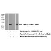 LDOC1 Rabbit Polyclonal Antibody (10113-2-AP)