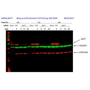 AKT1 Rabbit Polyclonal Antibody (10176-2-AP)