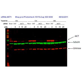 AKT1 Rabbit Polyclonal Antibody (10176-2-AP)