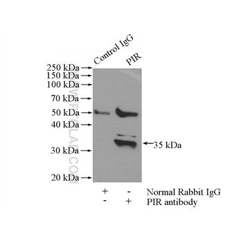 PIR Rabbit Polyclonal Antibody (10263-1-AP)