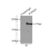 PTPN23 Rabbit Polyclonal Antibody (10472-1-AP)