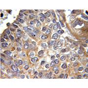 ICAM2 Rabbit Polyclonal Antibody (10121-2-AP)